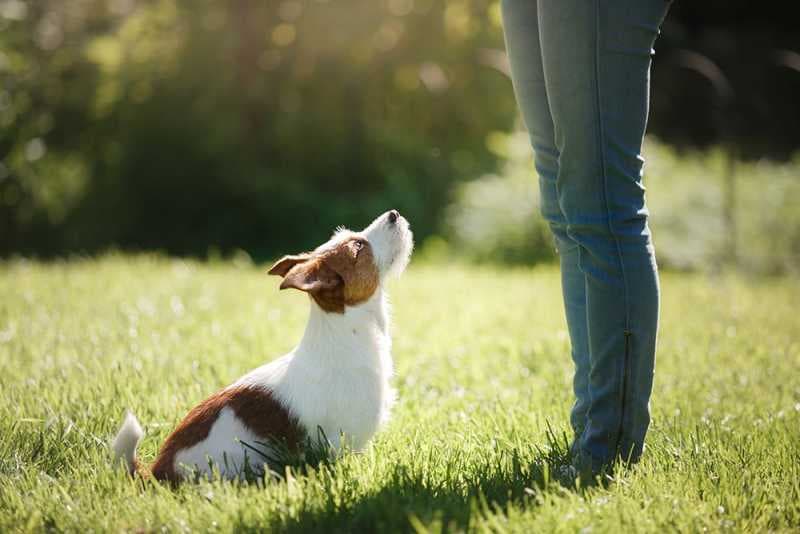 Dog Training Scottsdale AZ for Better Canine Behavior